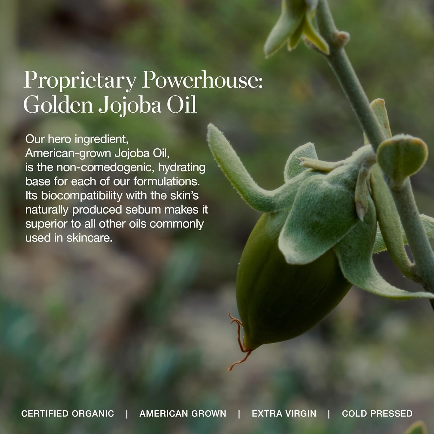 Ogee Complexion Perfecting Under Eye Concealer - Certified Organic Full Coverage Concealer - Buildable Coverage - TUPELO 0.20C - Fair (Warm Undertones)