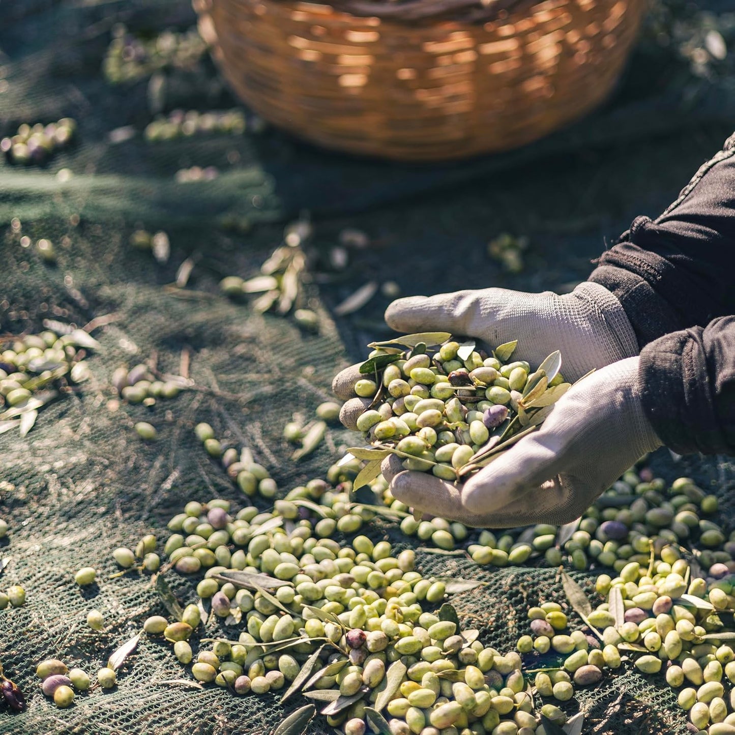 Yialós Extra Virgin Olive Oil from Greece – 2025 NYIOOC Winner | Small Batch, Single Estate, 100% Koroneiki | Cold Pressed, High Polyphenols | 500 mL Glass Bottle