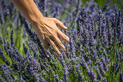 US Organic 100% Pure Lavender Essential Oil, Directly sourced from Bulgaria, USDA Certified Organic, Undiluted, for Diffuser, Humidifier, Massage, Skin, Hair Care, Non GMO, 15 ml