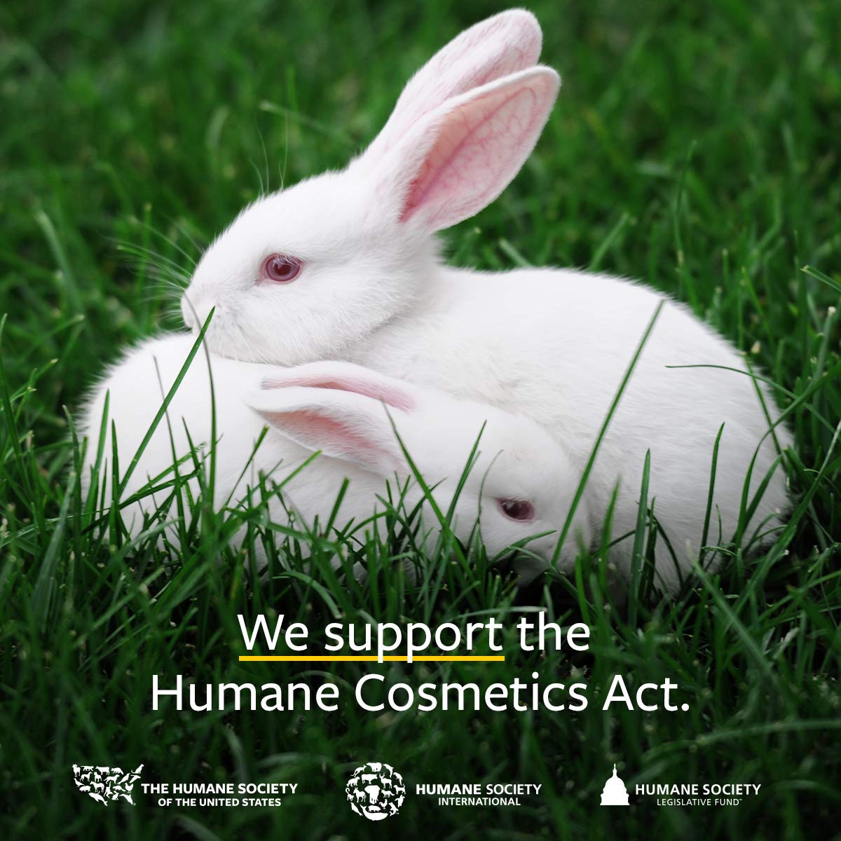 US Organic Apricot Kernel Oil, USDA Certified Organic,100% Pure & Natural, Cold Pressed Virgin, Unrefined, Size for DIY and small manufacturers (128 oz (1 Gallon))