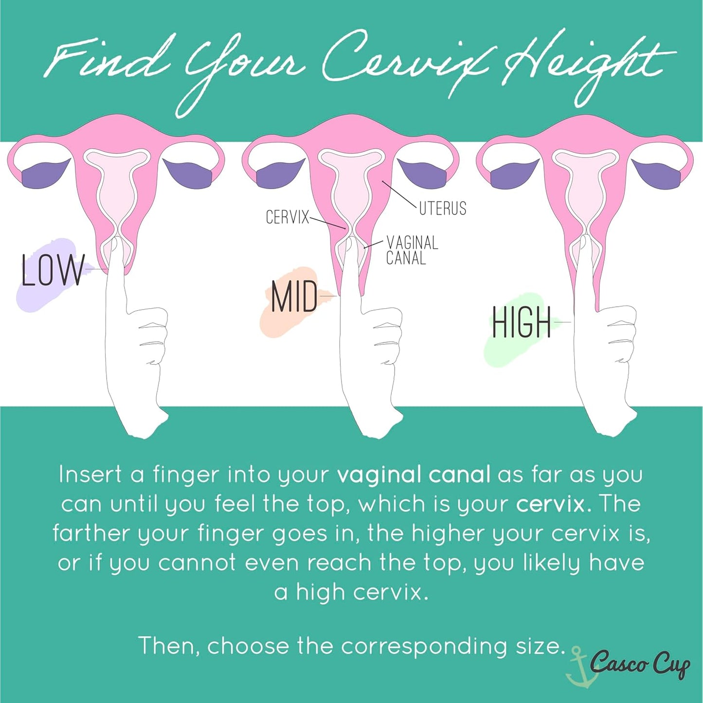 Casco Menstrual Cup & Case - Medical Grade Silicone Period Cup Made in Maine USA, Reusable Menstrual Cup (Standard2 - High Cervix/Post Childbirth)