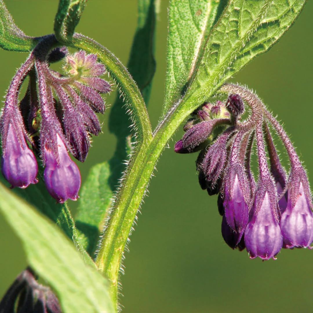 Aromatics International Comfrey Hydrosol 100ml | Herbal Aromatic Mist for Everyday