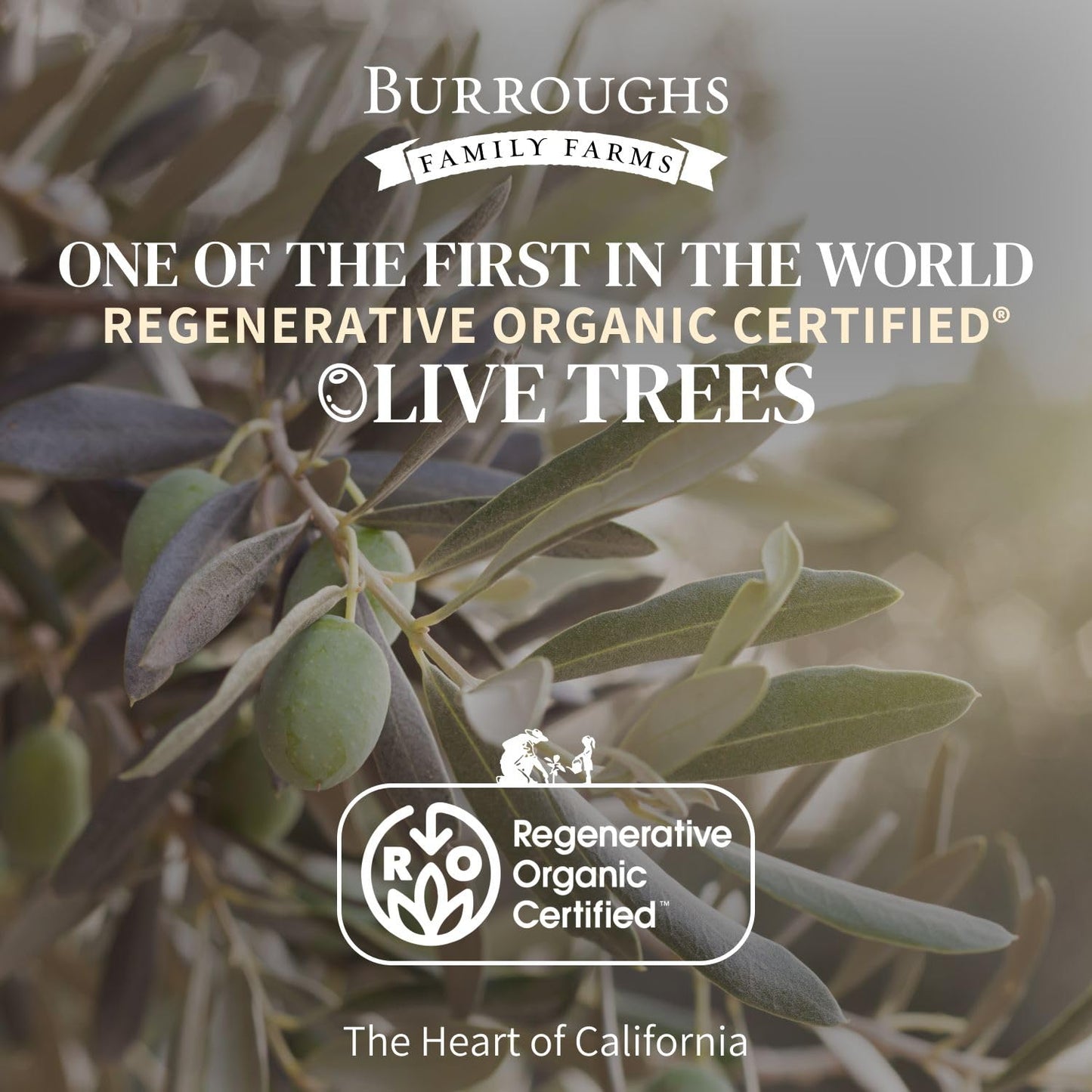 Burroughs Family Farms Premium Organic Extra Virgin Olive Oil – Cold-Pressed California EVOO, Polyphenol Rich Family Blend – Regenerative Organic & USDA Certified, Non-GMO, Gluten-Free – 500ml (16.9 fl oz) 2 Glass Bottle