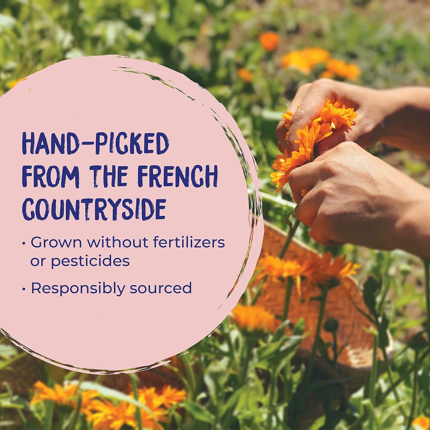 Boiron Calendula Gel for Relief from Rashes, Razor Burn, or Insect Bites - Non-Greasy and Fragrance-Free - 1.5 oz