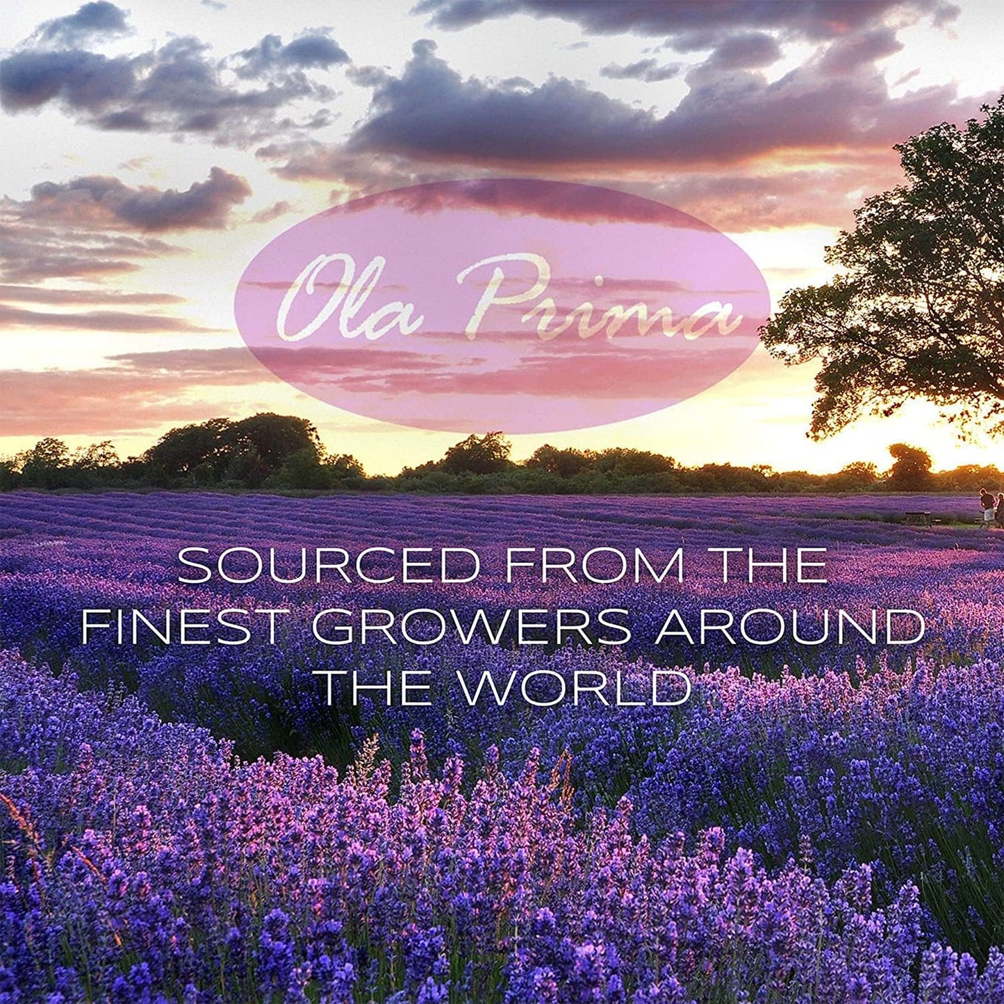 Ola Prima Eucalyptus Essential Oil 16oz Bulk – Therapeutic Grade for Aromatherapy, Diffuser, Stress Ease & Cleaning - Essential Oils