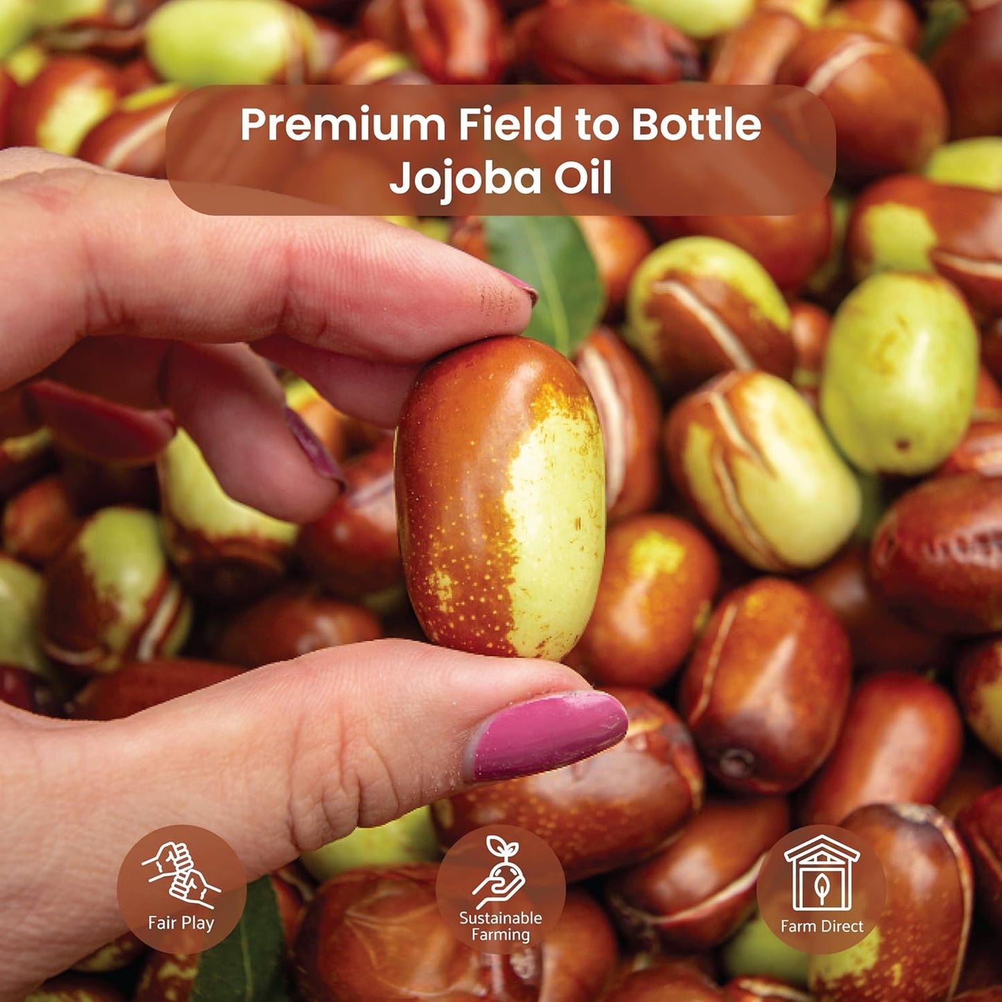 Jojoba Oil - Direct from EIR Oils' Farm in Israel - 100% Pure Carrier Oil for Hair, Face, and Skin - Hand-Picked, Cold-Pressed Carrier Oil (1 Gallon)