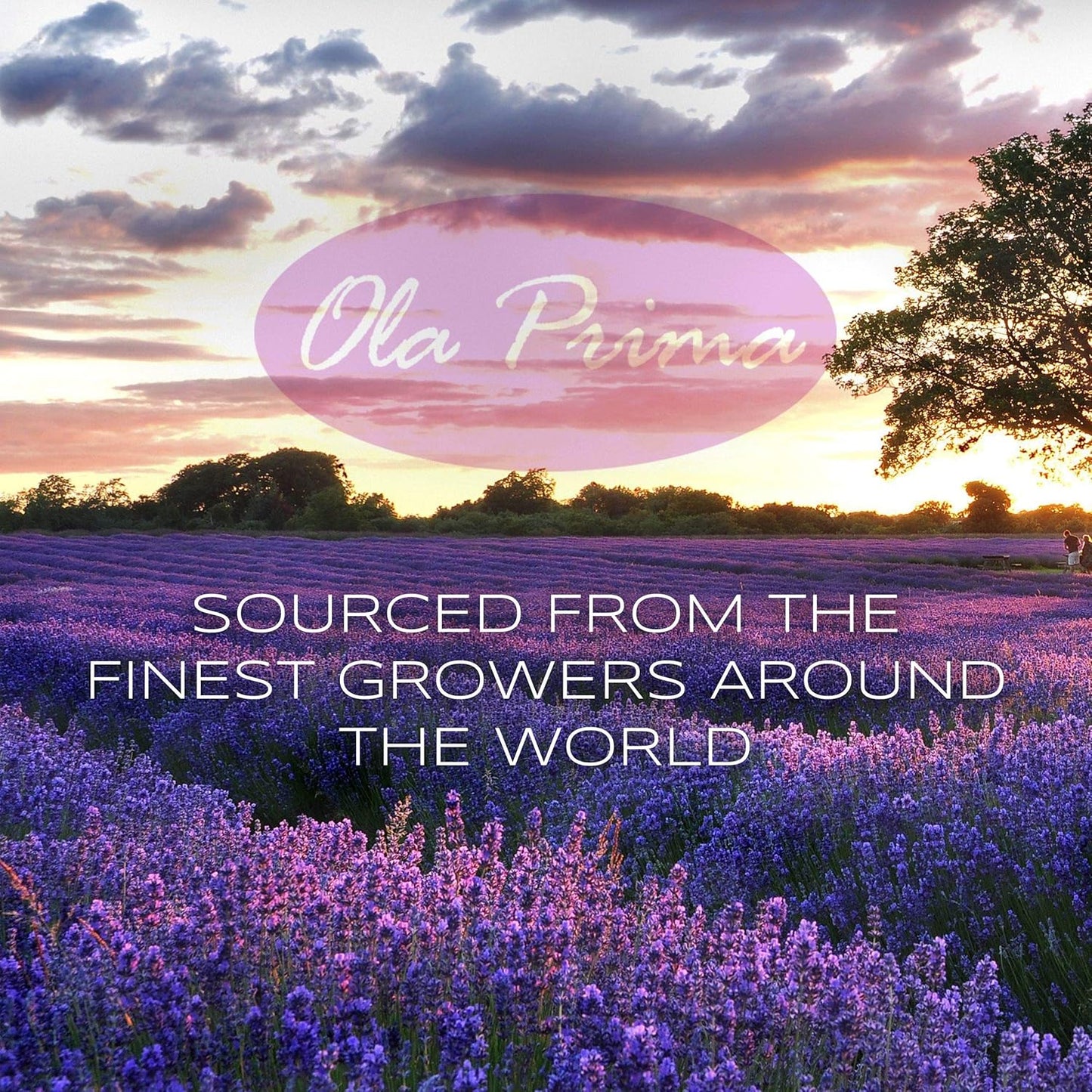 Ola Prima Rosemary Essential Oil - Pure Rosemary Oil (8 Fluid Ounces)